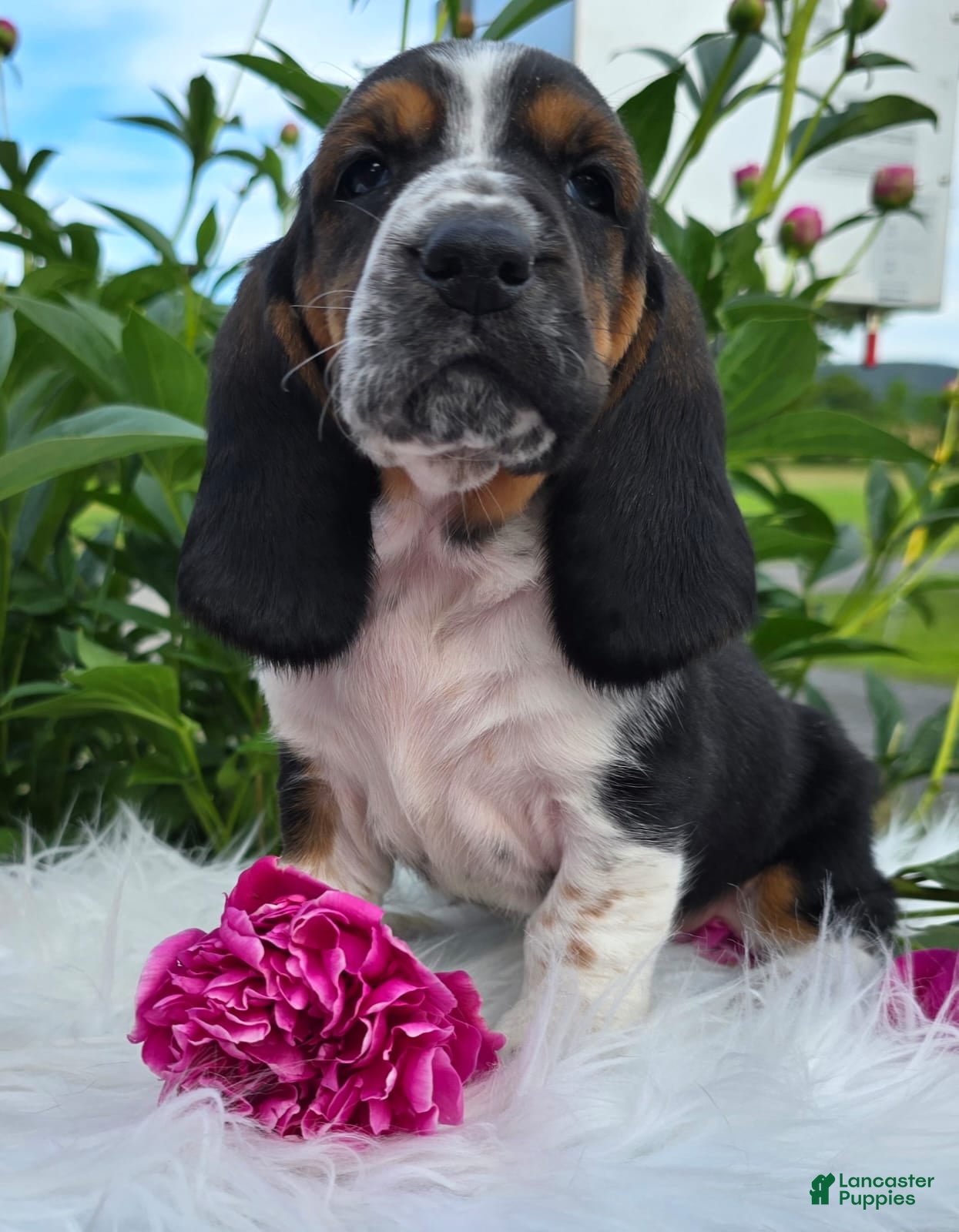 Basset Hound dogs Lucy - Ad 1