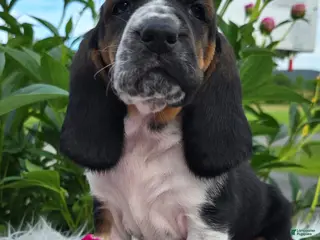 Basset Hound dogs for sale: Lucy - Ad 3