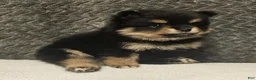 Pomeranian dogs for sale: Athena - Ad 17