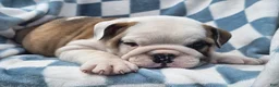 English Bulldog dogs for sale: Mario - Ad 5