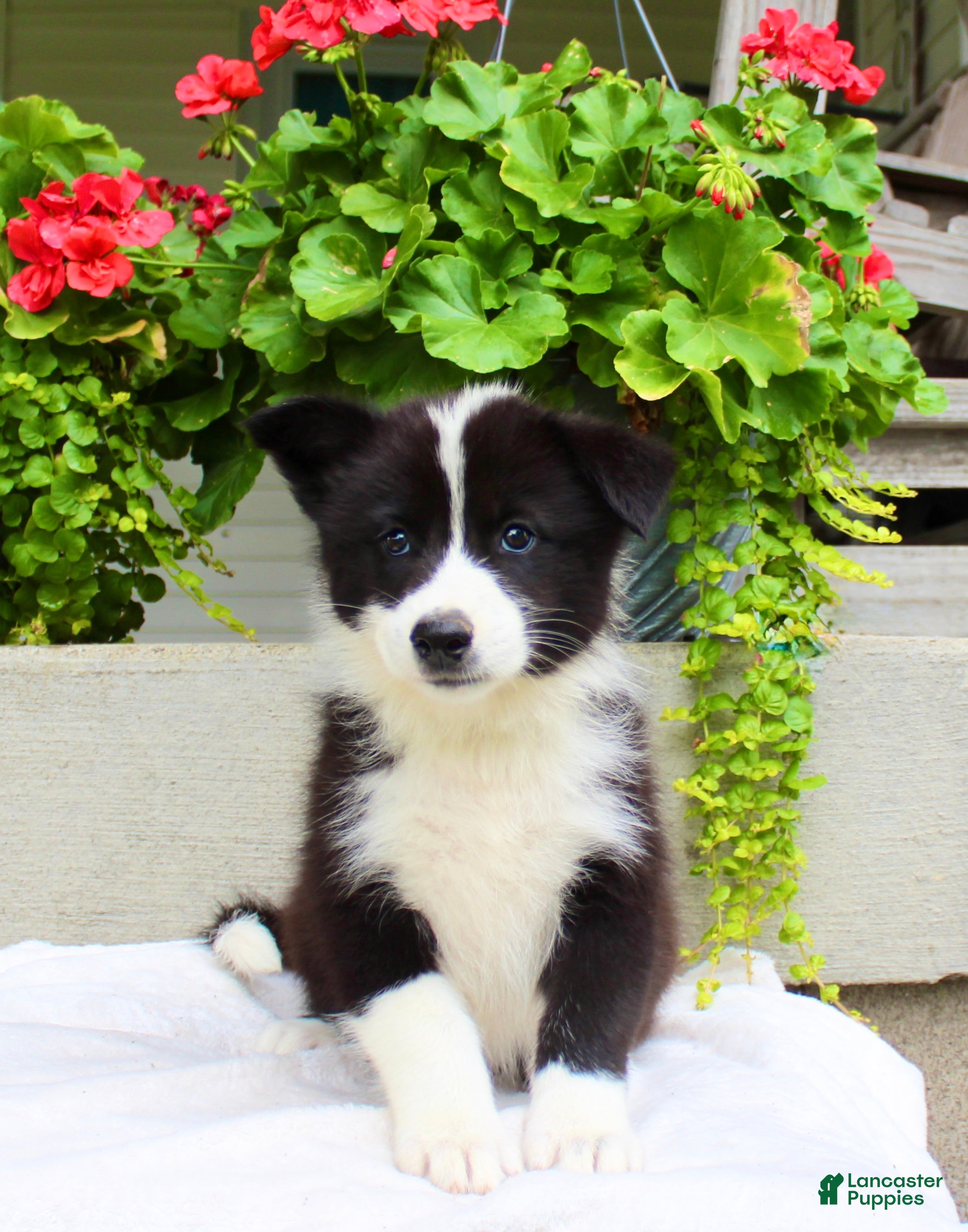 Mixed Breed dogs Luke - Ad 1
