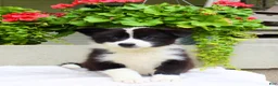 Mixed Breed dogs for sale: Luke - Ad 1