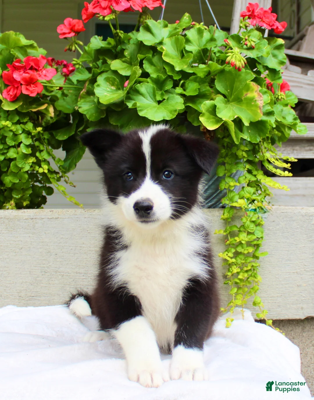 Mixed Breed dogs for sale: Luke - Ad 1