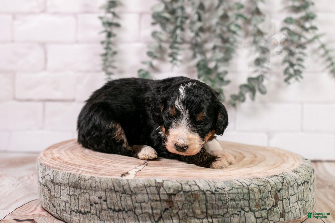 Bernedoodle dogs for sale: Axel - Ad 4