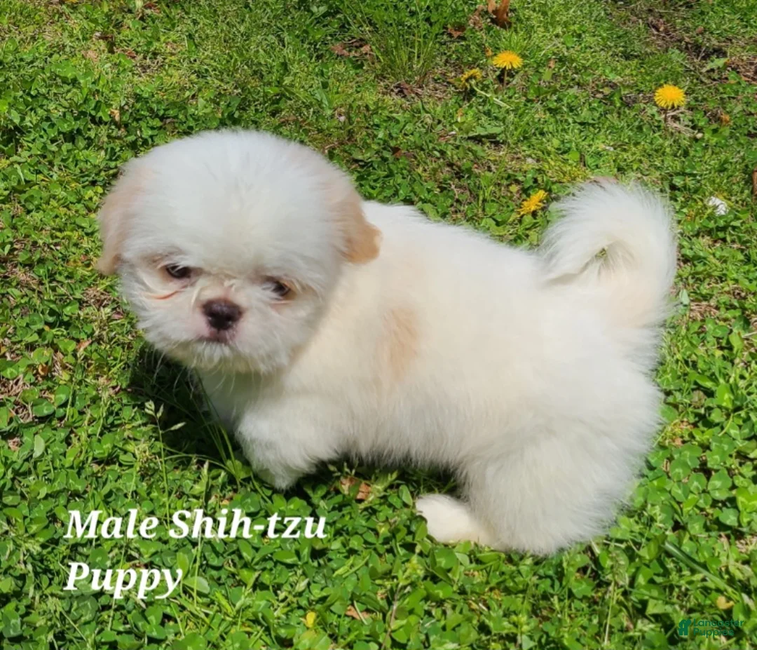 Shih Tzu dogs for sale: White & Cream Boy - Ad 2