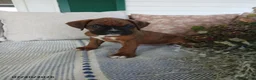 Boxer dogs for sale: Riley - Ad 6