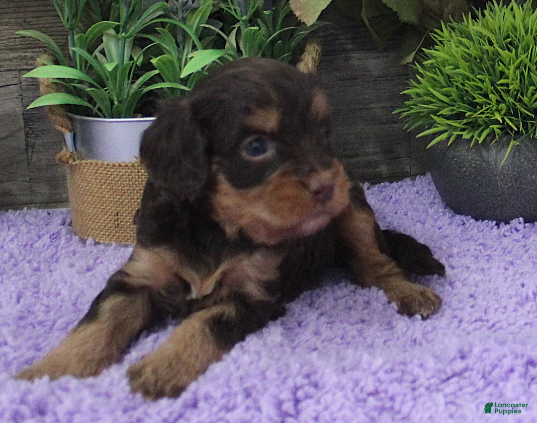 Cavapoo dogs for sale: Marley's #5 Female - Ad 2