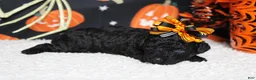 Toy Poodle dogs for sale: Sydney - Ad 5