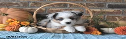 Miniature Australian Shepherd dogs for sale: Heidi - Ad 2