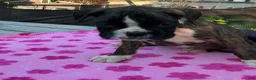 Boxer dogs for sale: Boxer 3 Princess  - Ad 7