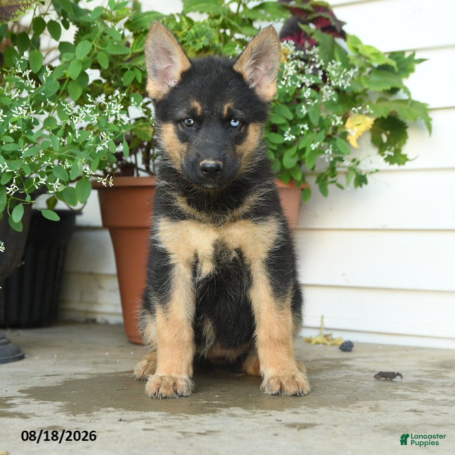 Gerberian Shepsky dogs Trixie - Ad 2