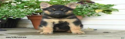 Gerberian Shepsky dogs for sale: Trixie - Ad 2