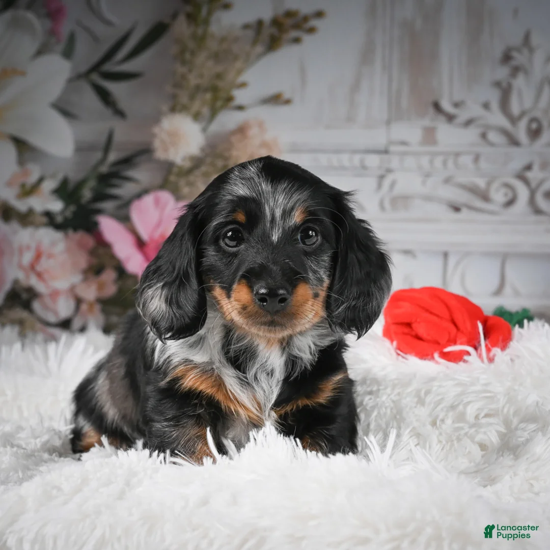 Miniature Dachshund dogs for sale: AKC-Darla - Ad 1