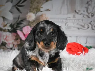 Miniature Dachshund dogs AKC-Darla - Ad 5