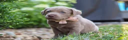 Labrador Retriever dogs for sale: Clover - Ad 13