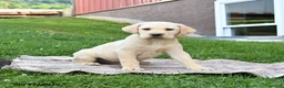 Labrador Retriever dogs for sale: Gus - Ad 1