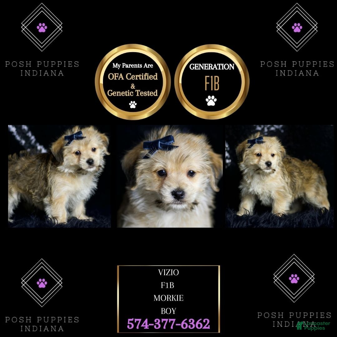 Maltipoo dogs for sale: Vizio - Ad 8