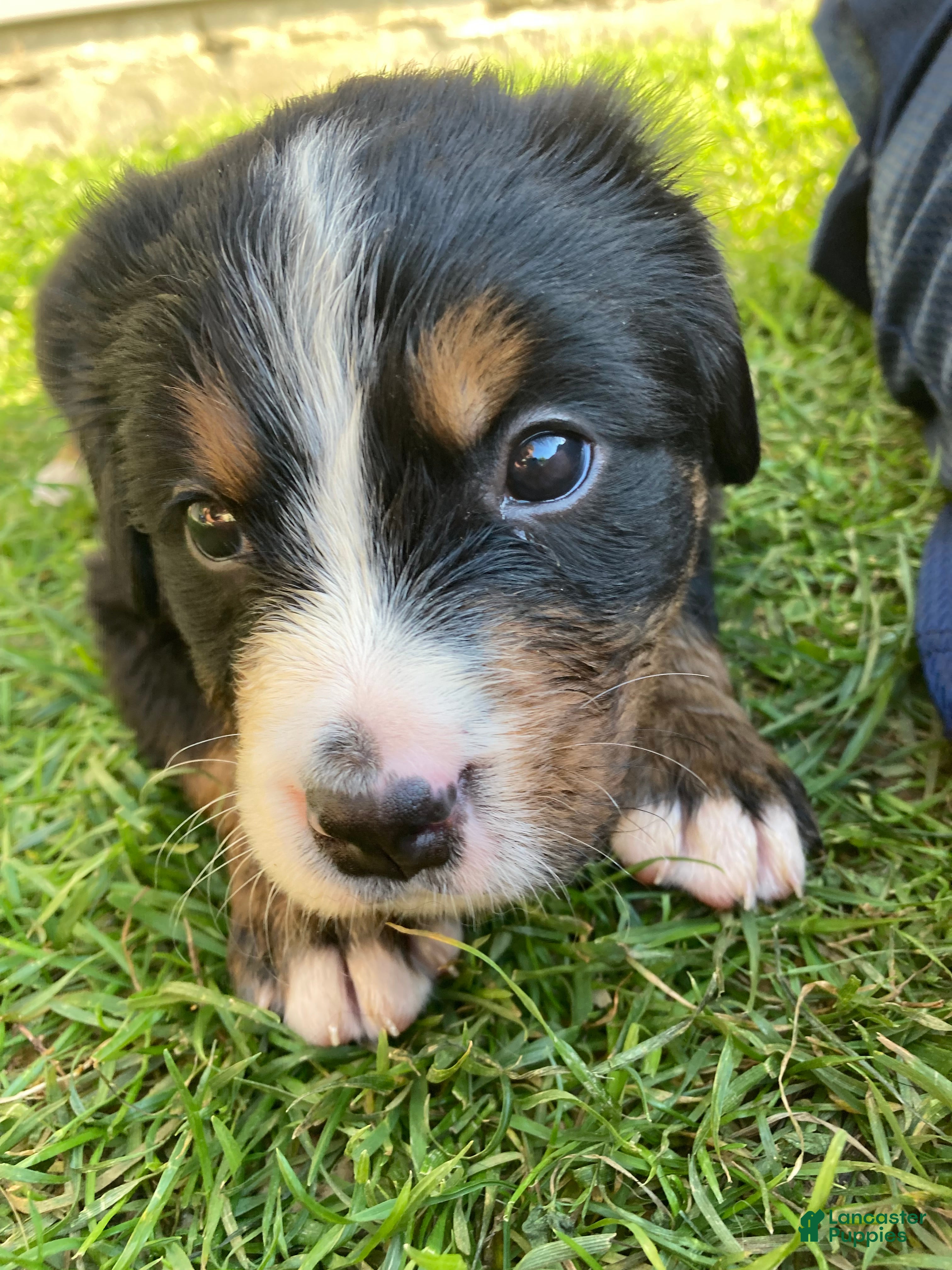 Bernese Mountain Dog dogs Sicily - Ad 2