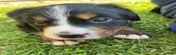 Bernese Mountain Dog dogs for sale: Sicily - Ad 5