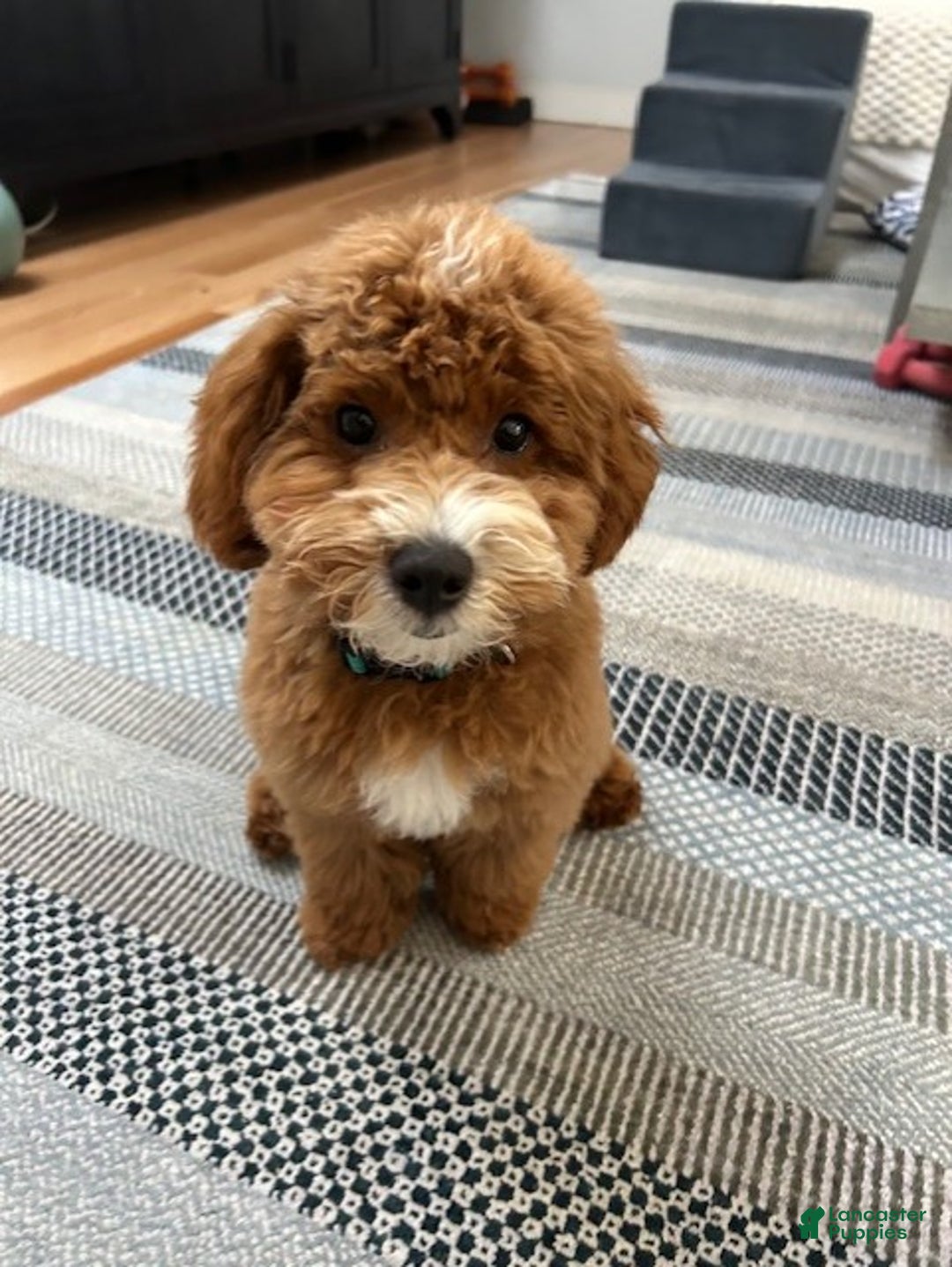 Maltipoo dogs for sale: Maltipoo Max - Ad 6