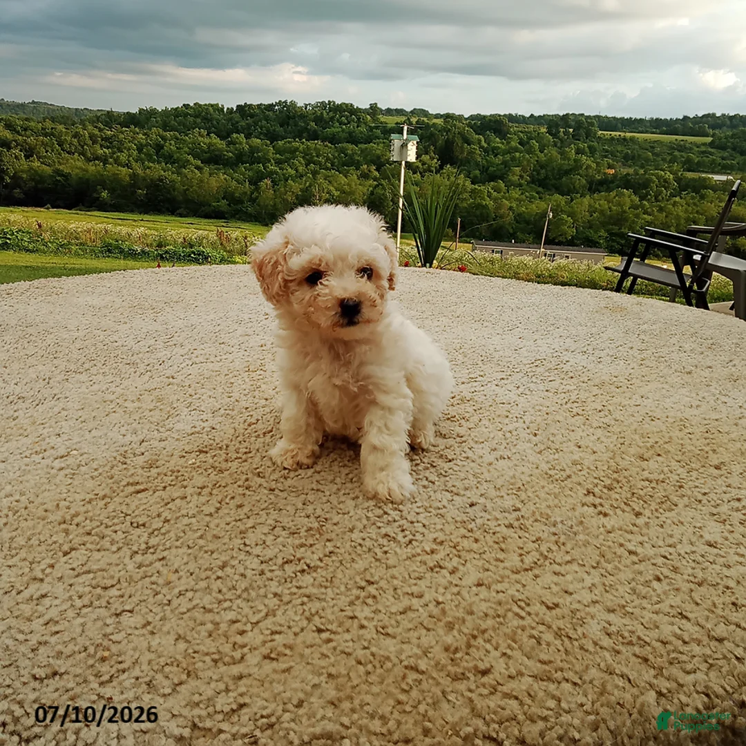 Bichpoo dogs for sale: Harry - Ad 1