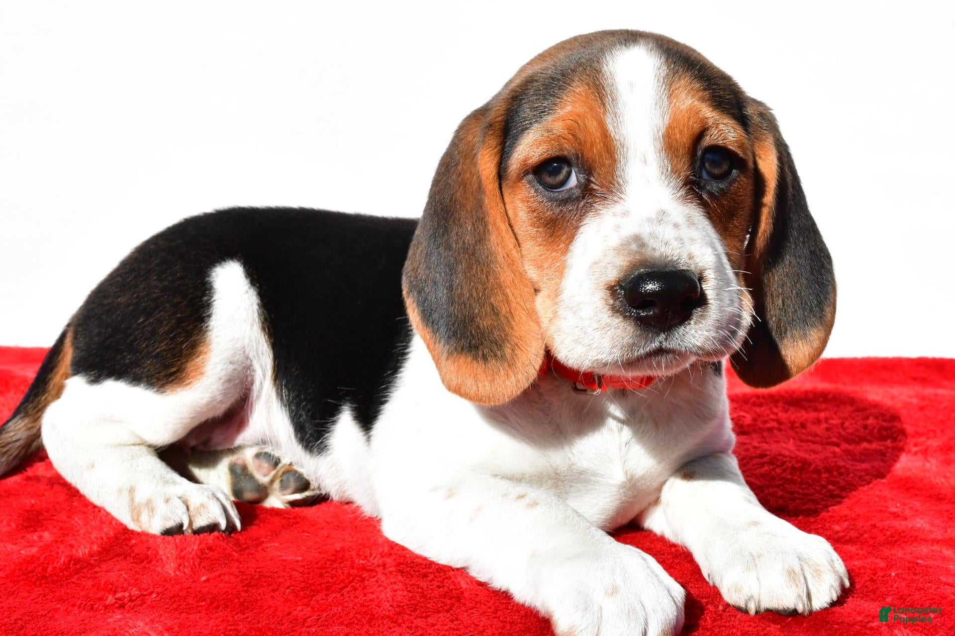 Beagle dogs for sale: Milly - Ad 2
