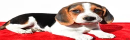 Beagle dogs for sale: Milly - Ad 2