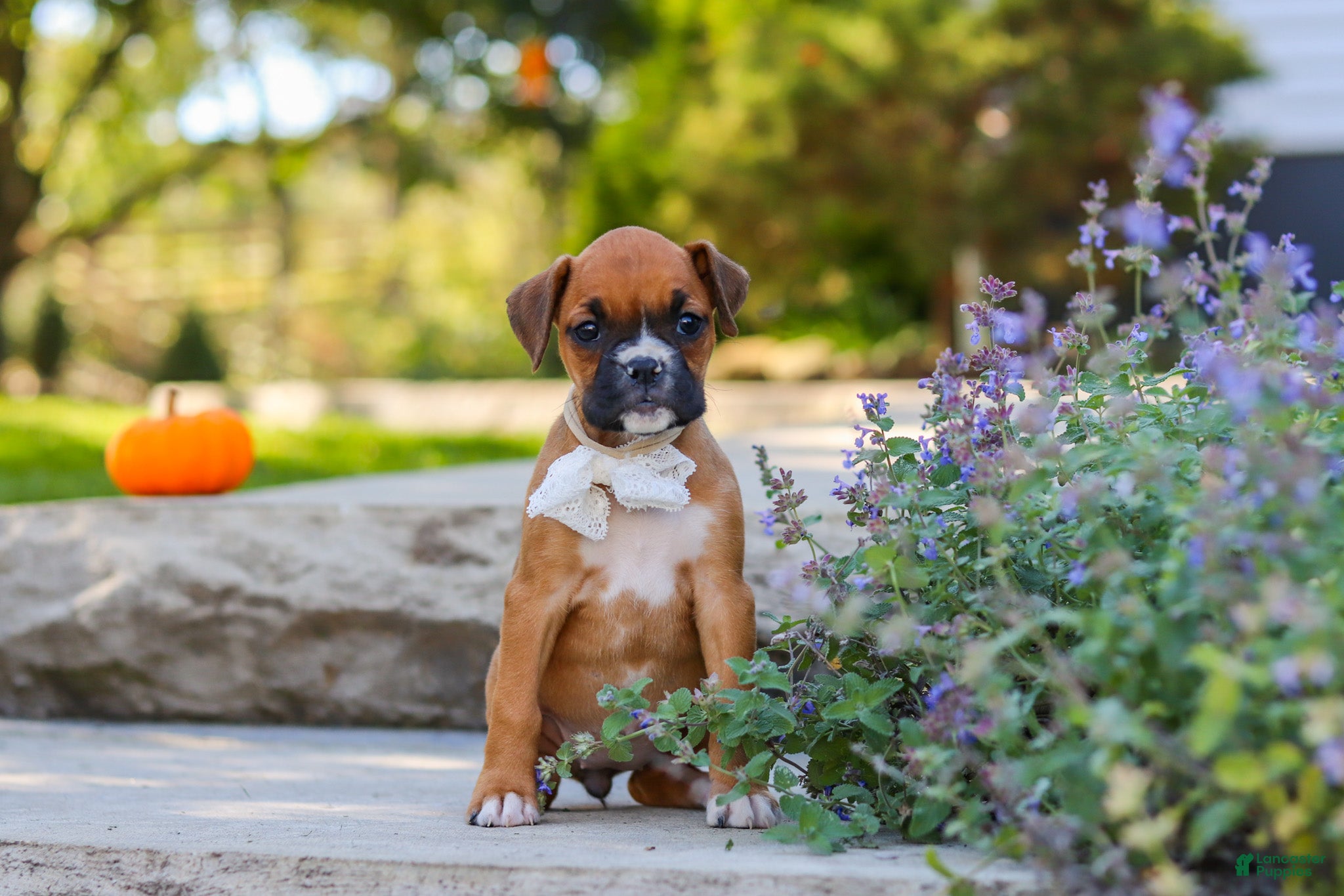 Aspen (Boxer, Female) in Fredericksburg, OH