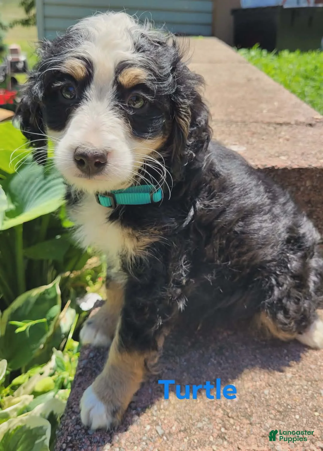 Mini Bernedoodle dogs for sale: Turtle - Ad 2