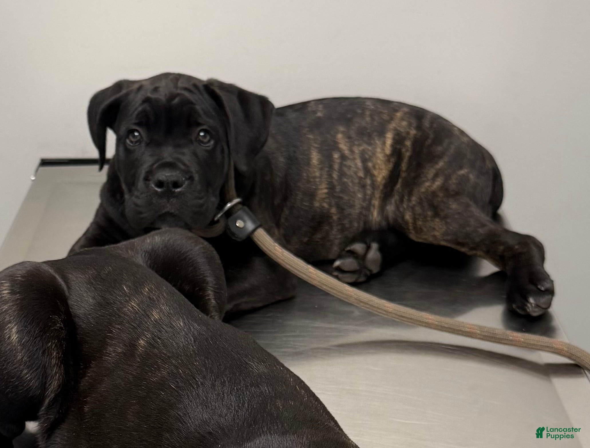 Cane Corso dogs Tootsie - Ad 24