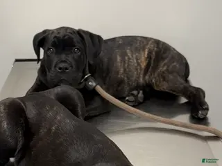 Cane Corso dogs Tootsie - Ad 24