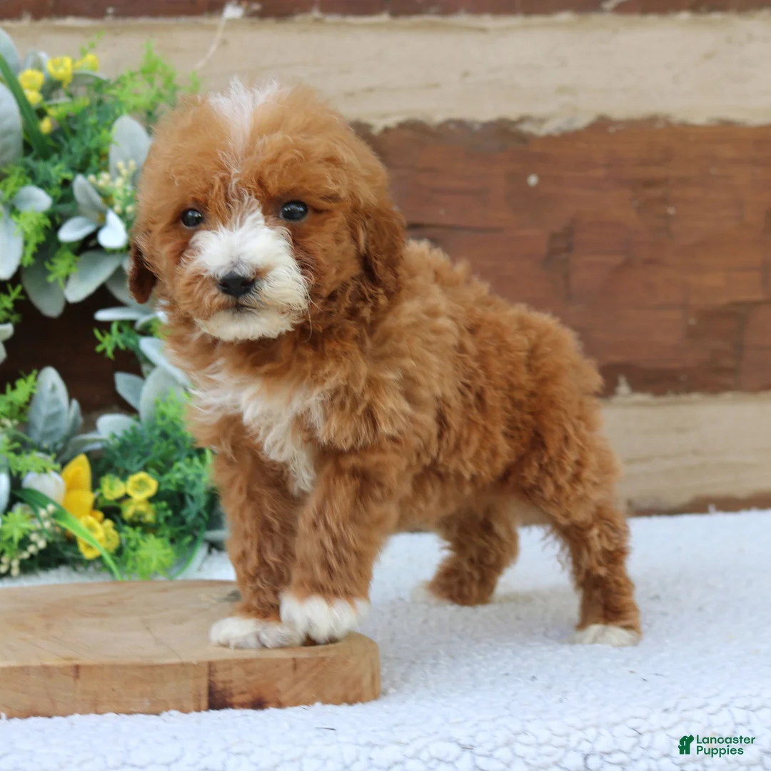 Mini Goldendoodle dogs for sale: Leo  - Ad 2