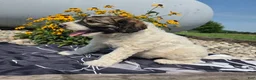 Mixed Breed dogs for sale: Conner - Ad 5