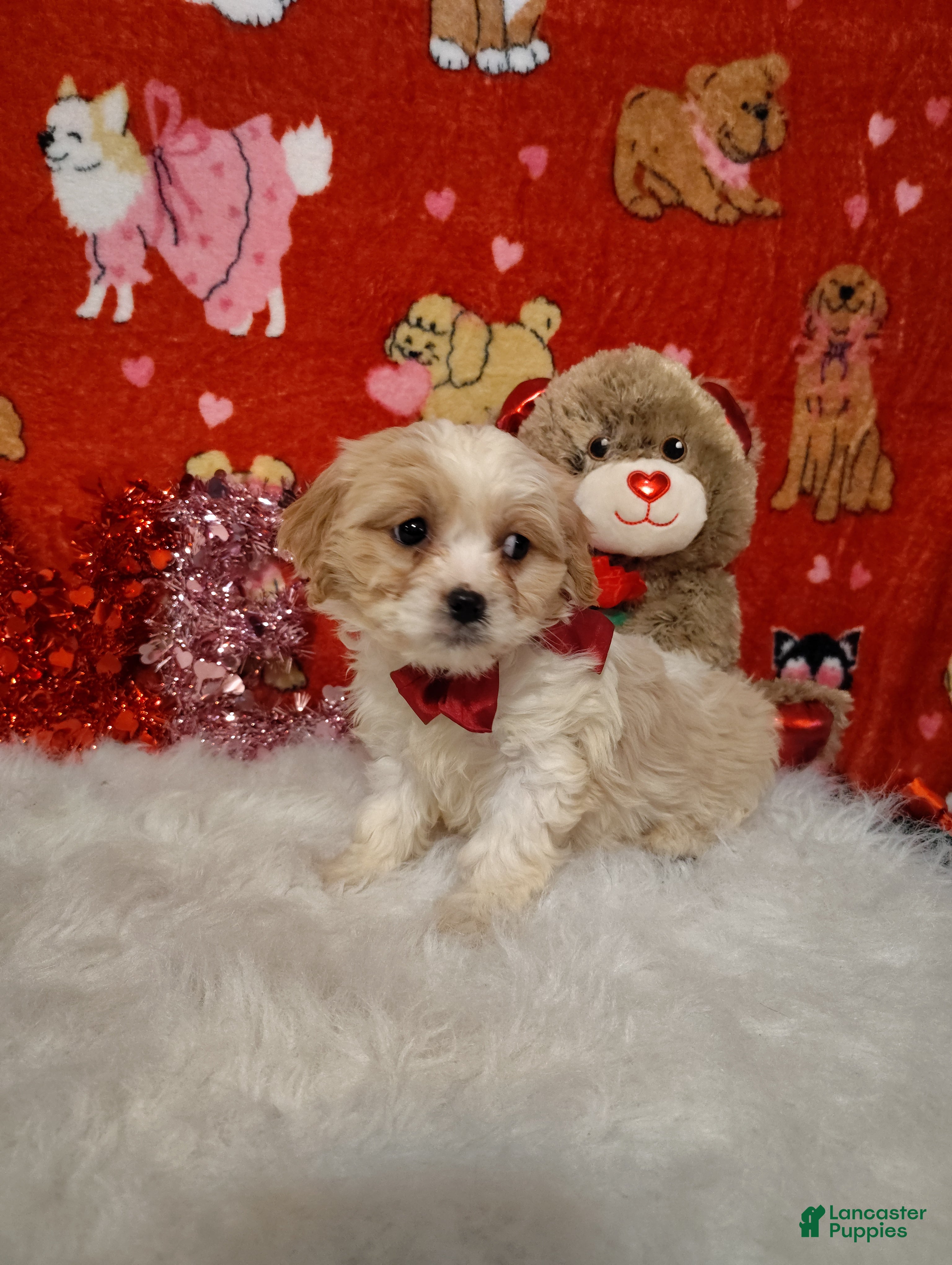 Cavapoo dogs Piper - Ad 2