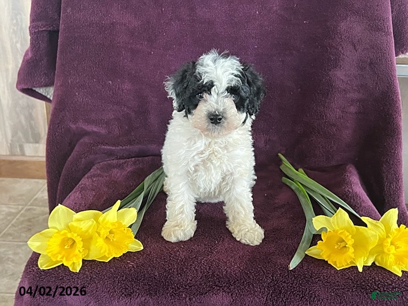 Miniature Poodle dogs Bella - Ad 1
