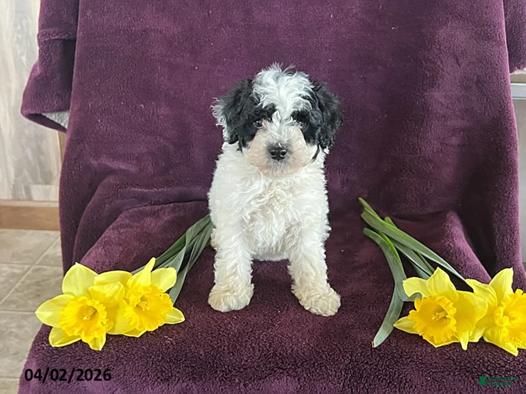 Miniature Poodle dogs for sale: Bella - Ad 1