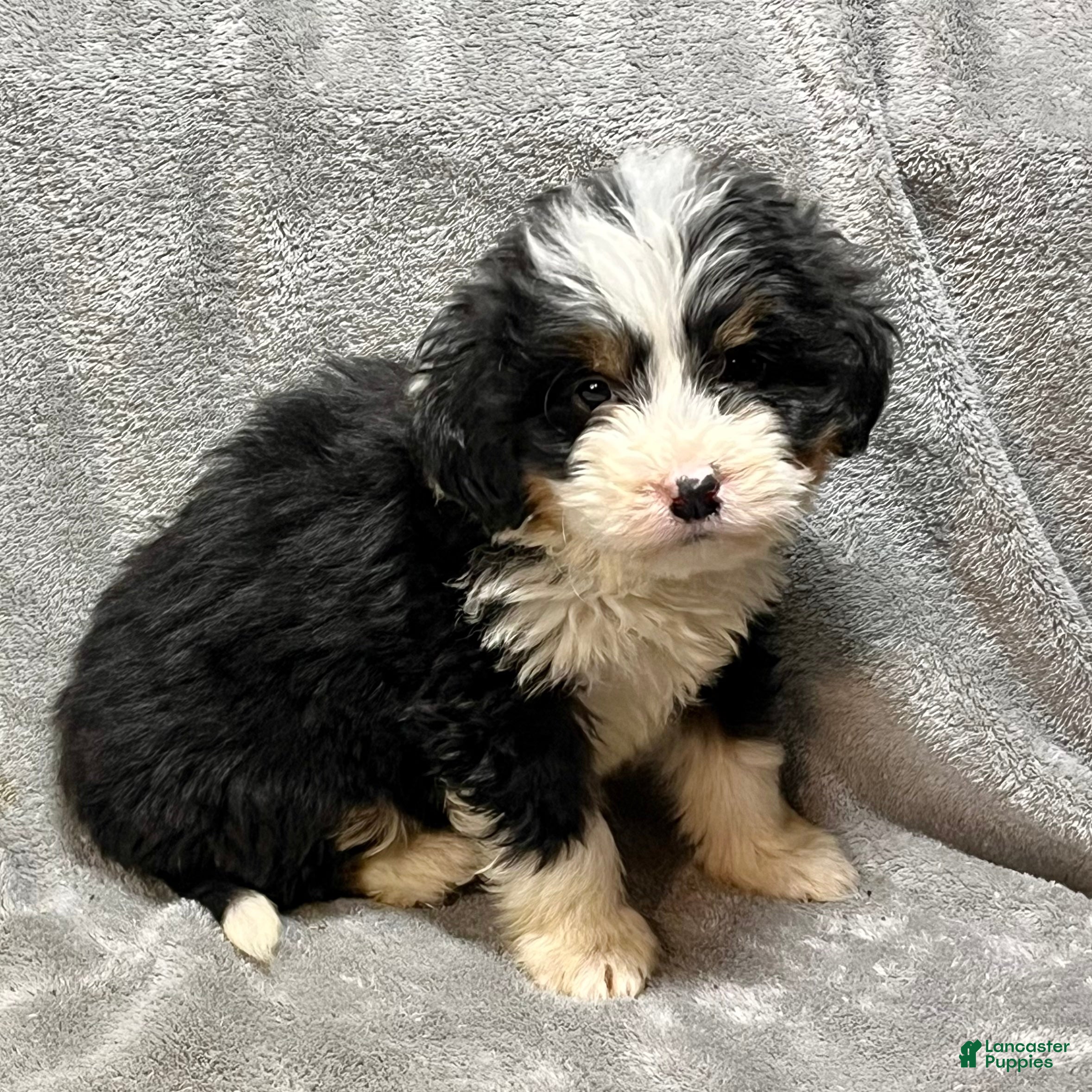 Bernedoodle dogs Milton - Ad 2