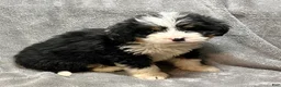 Bernedoodle dogs for sale: Milton - Ad 2