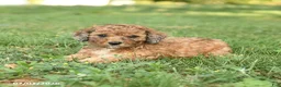 Miniature Poodle dogs for sale: Cookie - Ad 2