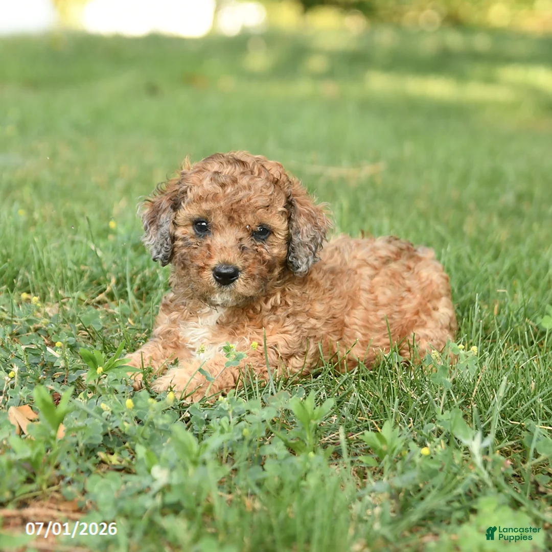 Miniature Poodle dogs for sale: Cookie - Ad 2