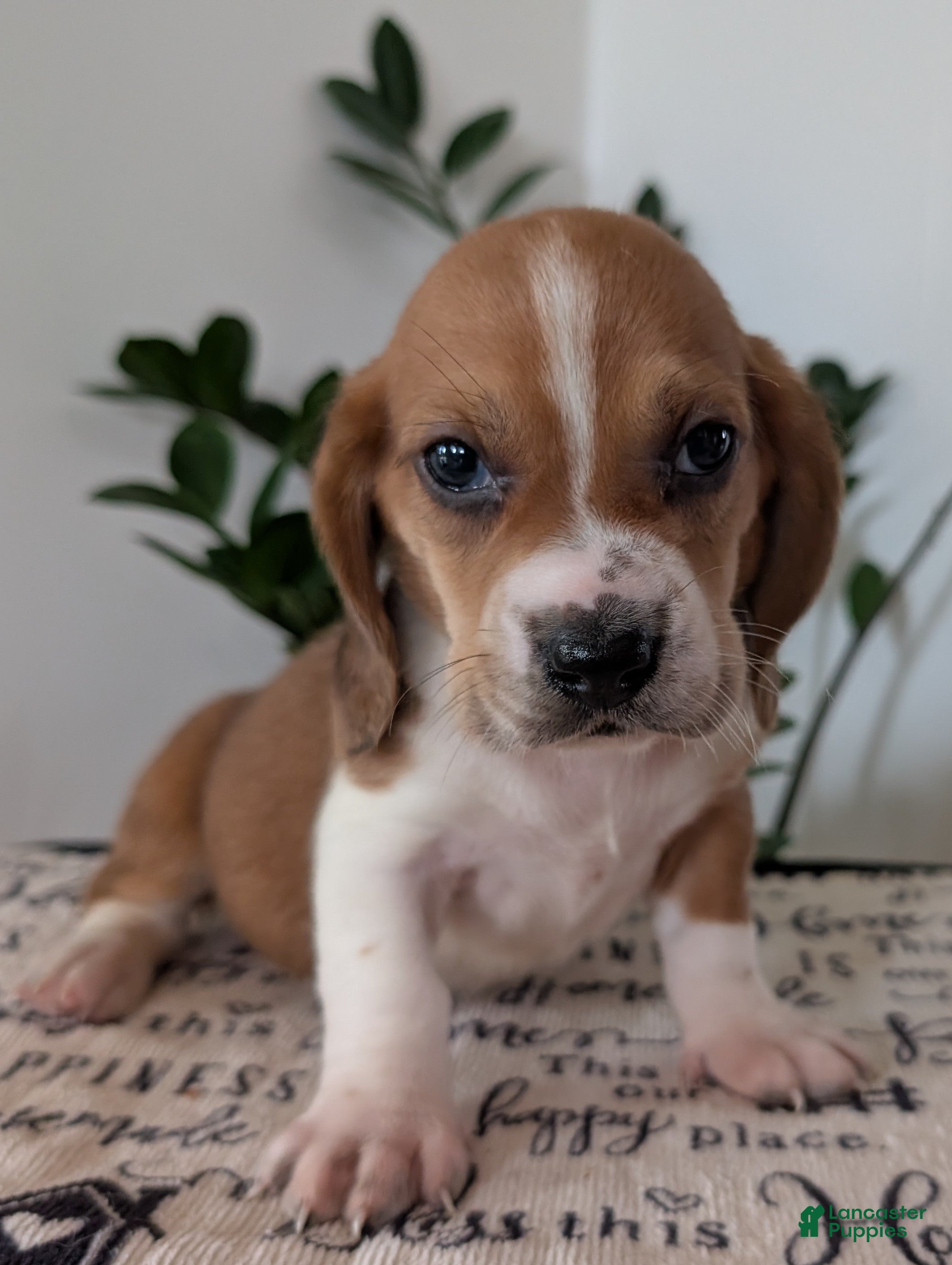 Mixed Breed dogs Copper  - Ad 1