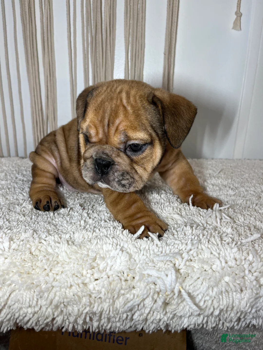 English Bulldog dogs for sale: Mila - Ad 6