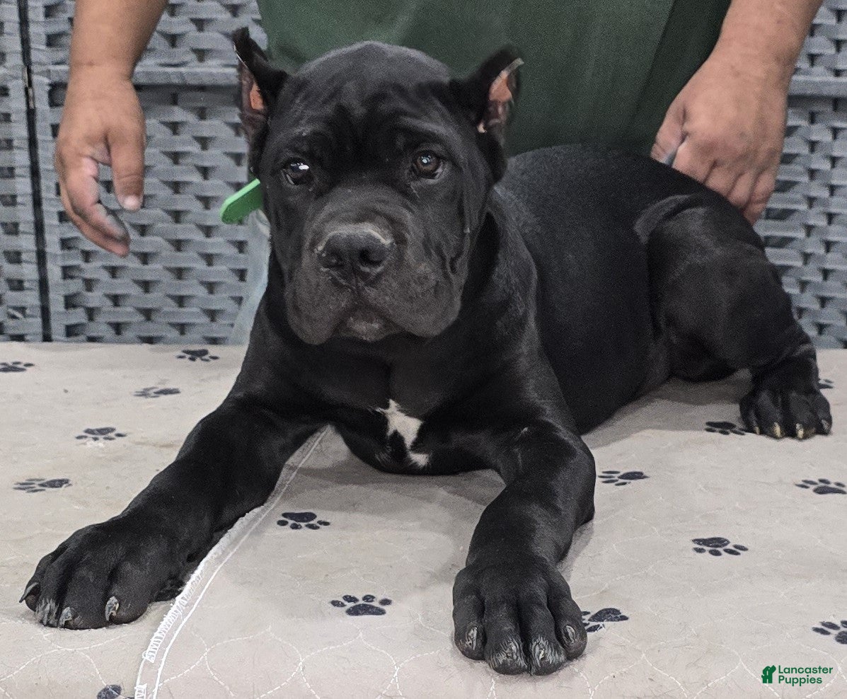 Cane Corso dogs Green Boy - Ad 2