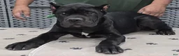 Cane Corso dogs for sale: Green Boy - Ad 2