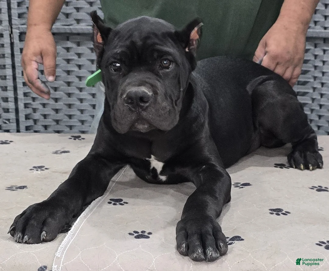 Cane Corso dogs for sale: Green Boy - Ad 2