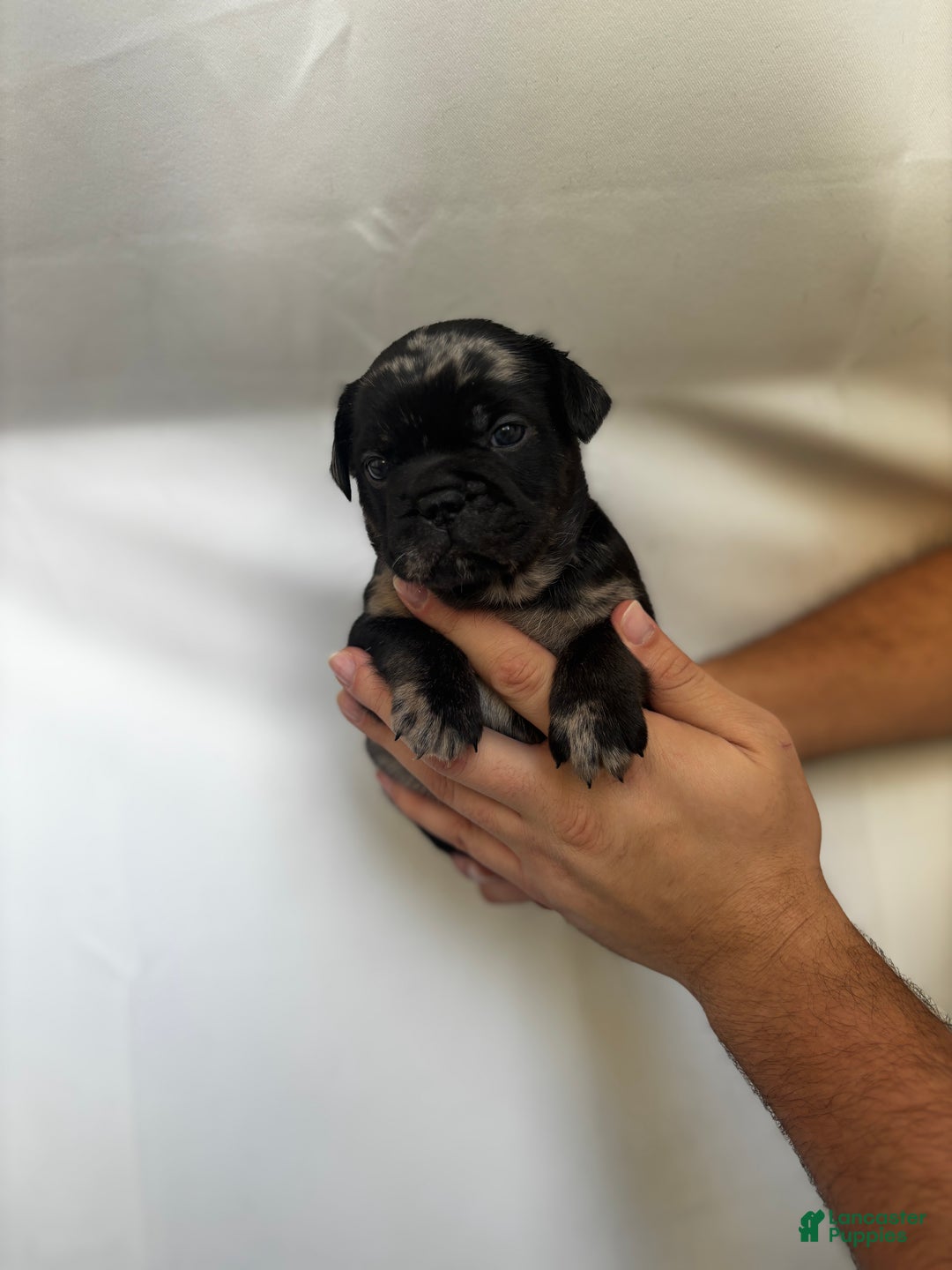 French Bulldog dogs for sale: Cloudy - Ad 3