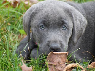 Labrador Retriever dogs Chloe - Ad 42