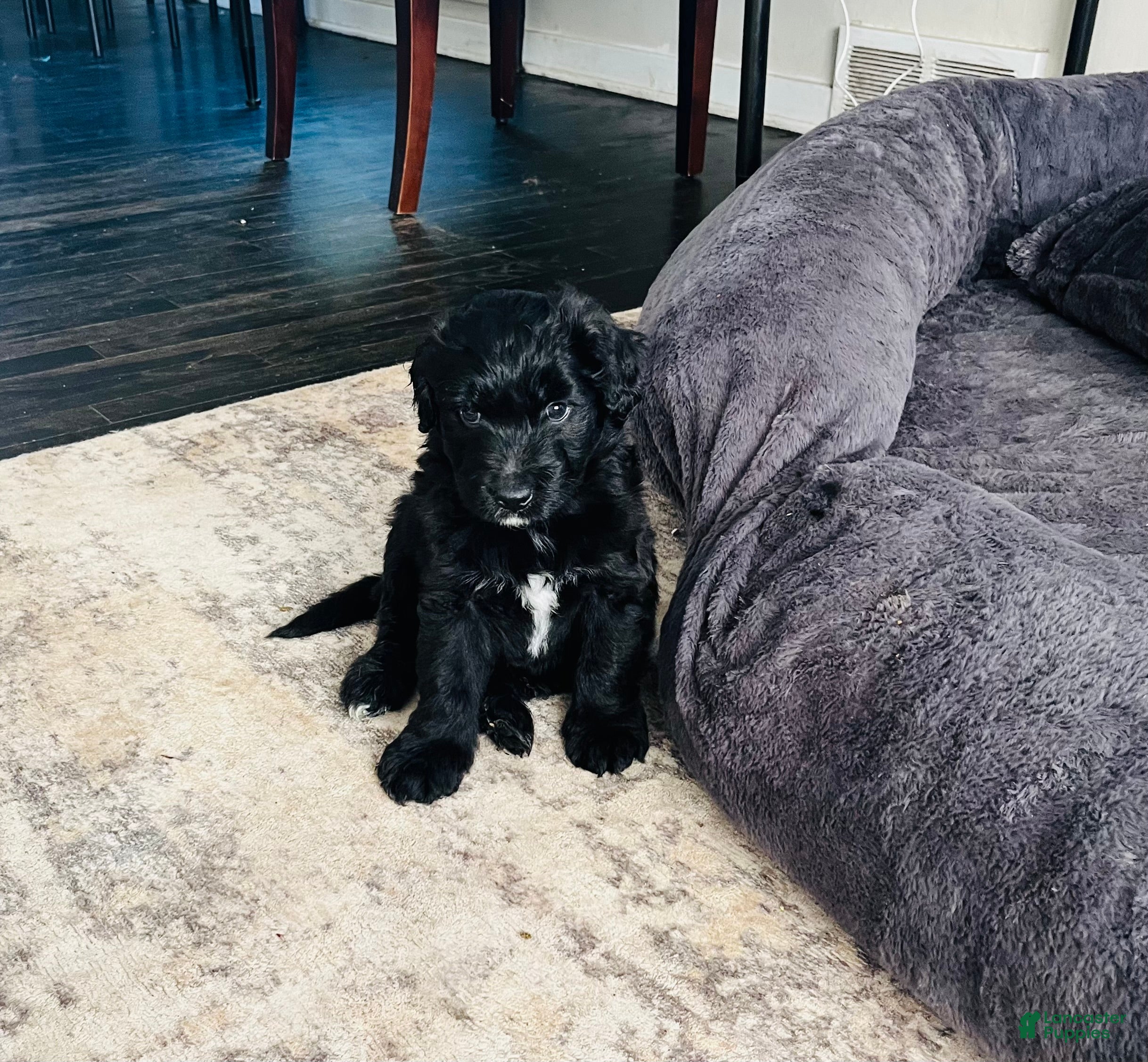 Aussiedoodle dogs tiny - Ad 2