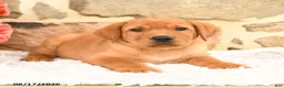 Labrador Retriever dogs for sale: Prince   - Ad 3