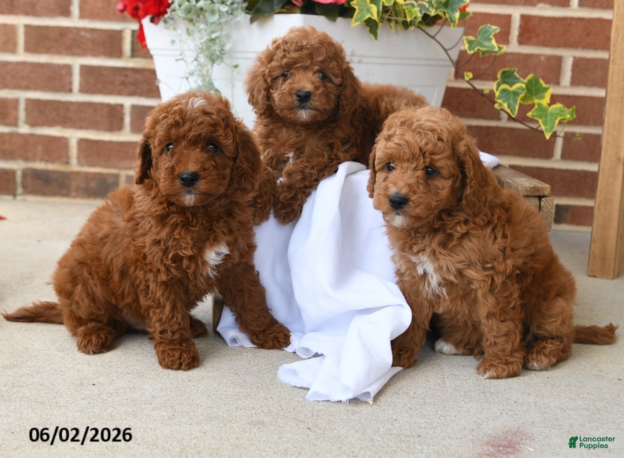 Miniature Poodle dogs for sale: Cocoa - Ad 5